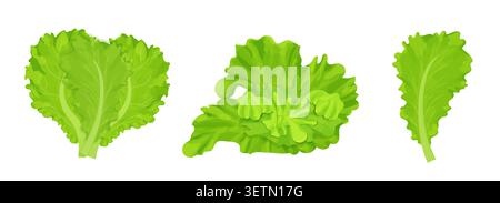 Set of different lettuce fresh cabbage. Leaves, shredded salad pile, stack. Realistic, detailed, colorful composition collection. Vector illustration Stock Vector