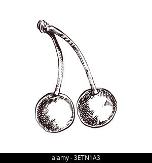 Ripe cherries hanging on a stem, hand-drawn in ink. Vector illustration of ripe fruit for organic food packaging design, recipes, cards, and invitatio Stock Vector