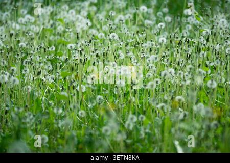 Green grass field invaded by wild common Dandelions (Taraxacum officinale) in mature fruiting stage. Stock Photo