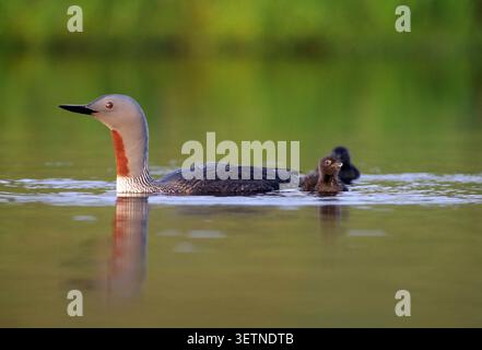 Red-throated Diver (Gavia stellata) adult bird with two newly-hatched young on freshwater loch / lake in evening lighting, Wester Ross, Scotland, June Stock Photo