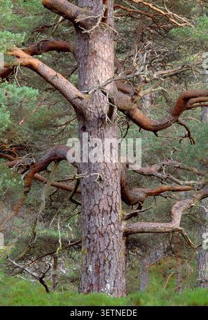 Scots Pine (Pinus sylvestris) mature tree in remnant of native Scottish pine forest, Beinn Eighe National Nature Reserve, Wester Ross, Scotland, June Stock Photo