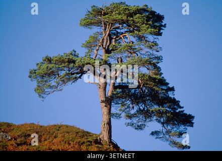 Scots Pine (Pinus sylvestris) mature lone pine remaining on a hillside in a Highland Glen that as been overgrazed by excessive numbers of red deer. Stock Photo