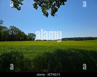 germany, endless panorama above green grain field beneath radiant blue sky showcasing rural beauty Stock Photo