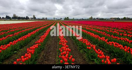 Vibrant Red Tulip Fields in Skagit Valley Under Dramatic Spring Clouds Stock Photo