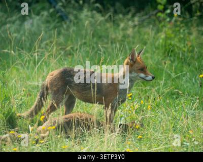 UK weather, 23 June 2026: Two adult foxes in a London garden enjoy the early morning sun after a night that saw dramatic storms and heavy rainfall. A rare red weather warning was issued by the Met Office but forecasts for tomorrow have now slightly reduced the predicted temperatures to the mid-30s rather than high 30s. Credit: Anna Watson/Ģ����ý Live News Stock Photo