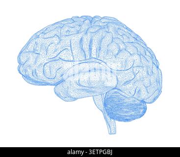 3d wireframe model of a human brain Stock Vector