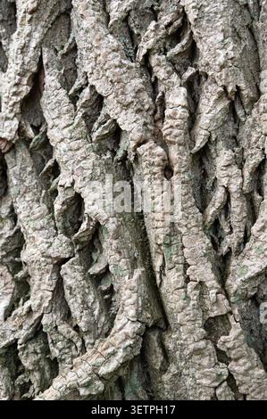 Closeup rugged tree bark texture with deep furrows, rough ridges, soft natural light Stock Photo