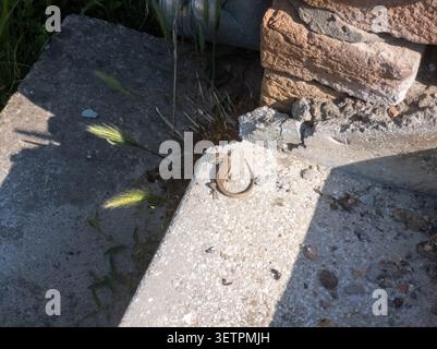 Common wall lizard sunbathing on a concrete step close-up, Podarcis muralis resting by a brick wall in sunny weather. Stock Photo