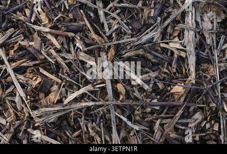 Close-up of dry tree branches and wood chips forming a natural organic texture. Ideal as a rustic background or forestry concept. Stock Photo