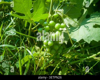 Unripe green grapes cluster growing on a vine, close-up of small young grapes hidden in lush green foliage and summer grass. Stock Photo