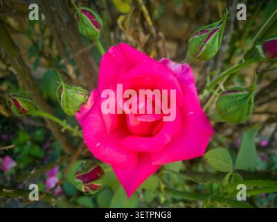 Central view of a blooming pink rose surrounded by numerous closed flower buds on a bush in a garden. Stock Photo