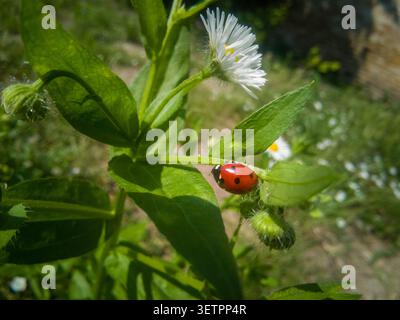 Seven-spot ladybird crawling on a stem of white Erigeron annuus wildflowers, close-up of a ladybug on an annual fleabane plant. Stock Photo