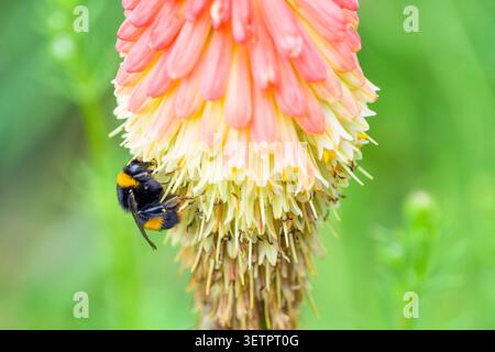 A bumble bee collecting pollen from a flower, Scotland, UK Stock Photo