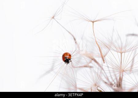 Ladybug on fluffy Dandelion on white background Stock Photo
