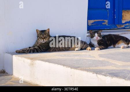 Two cats lying on pavement against a white-walled building in Mykonos, Mykonos, Greece Stock Photo