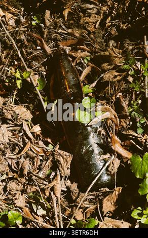 Dark glass bottle lying among dry leaves and green plants on a forest floor symbolising  pollution and waste. Stock Photo