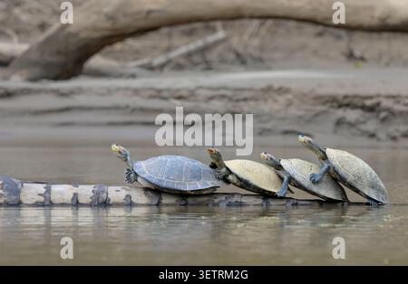 taricaya or yellow-spotter river turtles (Podocnemis unifilis) sunbathing lined up on a palm log in Manu River, Manu National park, Peru. Stock Photo