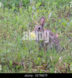 Eastern cottontail (Sylvilagus floridanus) feeding with yellow flowers on the meadow, Austin, Texas Stock Photo