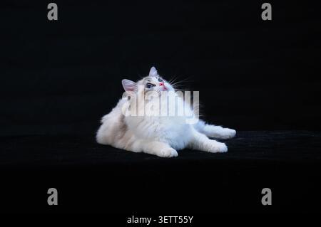 A graceful, fluffy ragdoll cat with a cream and white coat reclines elegantly on a dark, smooth surface, its head tilted upward in a curious, dreamy g Stock Photo