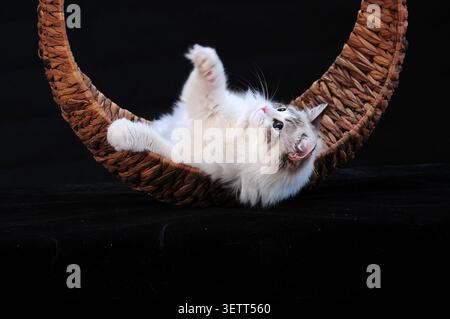 A playful, fluffy ragdoll kitten with a soft cream and white coat lies upside down in a handwoven, crescent-shaped rattan cat bed. Its bright blue eye Stock Photo