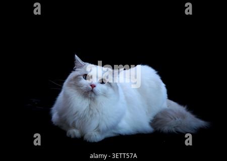 A stunning long-haired Ragdoll cat with a soft, cream-and-beige coat and vivid blue eyes rests gracefully against a sleek black background. Its plush, Stock Photo