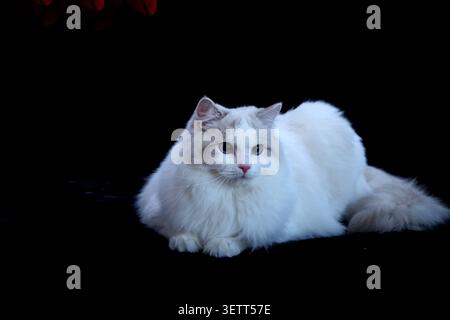 A majestic long-haired cat with a soft, cream-and-white plush coat and expressive dark eyes lounges gracefully against a solid black background. Its t Stock Photo