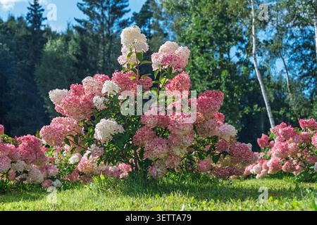 Beautiful Pink and White Hydrangea Paniculata Bush Blooming in a Sunny Summer Garden Landscape Stock Photo