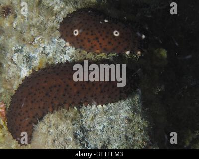 Two dark brown spotted sea cucumbers (Holothuria sanctori) lying side by side on the seabed at night, dive site: El Cabron Marine Reserve, Arinaga, Gr Stock Photo