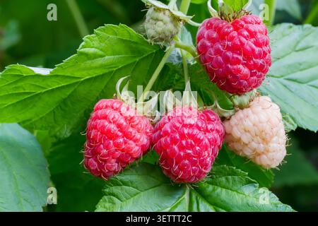 Large natural raspberries on a bush in the garden. Ripe raspberries close-up. Stock Photo