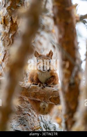 A close-up photograph of a small red squirrel with tufted ears perched on a pine tree branch, looking directly at the camera with curiosity, framed by Stock Photo