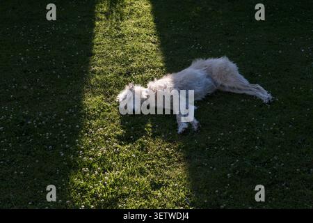 A very hot lurcher dog tries to sleep in the shade of a garden hedge, during the current summer heatwave of June 2026 (Wales, UK) Stock Photo