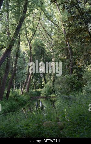 Sunlit woodland creek framed by tall deciduous trees, dense green understory and reflective water with dappled light filtering through leafy canopy in Stock Photo