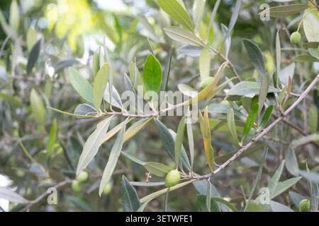 Close-up of an olive branch with a single green olive and yellowing foliage. Great for autumn garden designs, olive tree life cycles, and Mediterranea Stock Photo