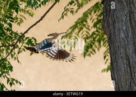 Eurasian Hoopoe bird is captured in flight, showing its distinctive crest and striped wings while moving through a natural outdoor environment with fo Stock Photo