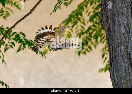 Eurasian Hoopoe bird is captured in flight, showing its distinctive crest and striped wings while moving through a natural outdoor environment with fo Stock Photo
