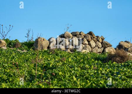 Dry stone wall cresting a hill, separating a vibrant green field of plants in the foreground from the clear blue sky above the Golan Heights Photograp Stock Photo