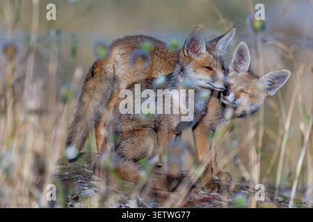 Red foxes (Vulpes vulpes) Two young fox cubs. Or kits. Standing together on a fallen log in a field of tall dry grass and wildflowers. Looking intentl Stock Photo