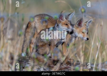 Red foxes (Vulpes vulpes) Two young fox cubs. Or kits. Standing together on a fallen log in a field of tall dry grass and wildflowers. Looking intentl Stock Photo