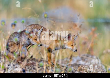 Red foxes (Vulpes vulpes) Two young fox cubs. Or kits. Standing together on a fallen log in a field of tall dry grass and wildflowers. Looking intentl Stock Photo