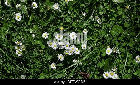 White daisies and green clover leaves scattered across a lush green grass field under bright sunlight in a natural outdoor setting Stock Photo