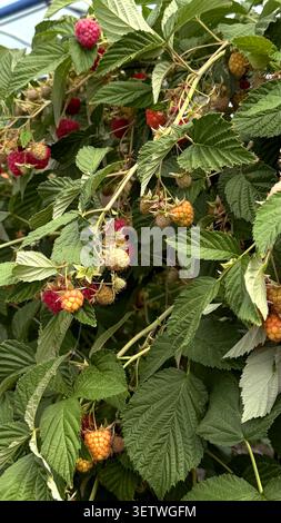 Ripe and unripe raspberries growing on green foliage in a garden, showcasing various stages of fruit development on a bush Stock Photo