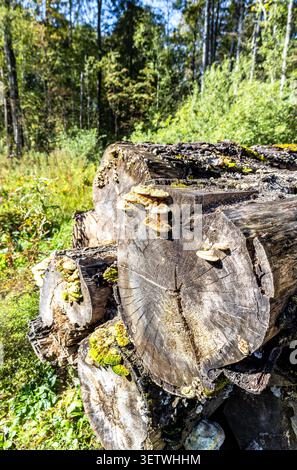 Broken old cut tree logs piled up near a forest road in sunny summer day. Deforestation environmental problem Stock Photo