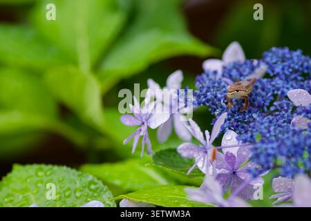 Japanese Grass Lizard Resting on Blue Lacecap Hydrangea Flowers Rainy Season, Peaceful Early Summer Wildlife Scene in a Traditional Japanese Garden Stock Photo