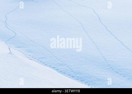 Freshly fallen snow covers the ground in an even layer. Someone's footprints stretch into the distance, as if inviting you on an adventure. Stock Photo
