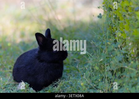 Black dwarf rabbit sitting in grass and vegetation in Podzámecká zahrada park, Kroměříž, Czech Republic. Stock Photo