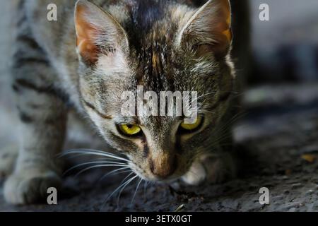 Stray tabby cat with intense yellow eyes stalking on a forest path, Otrokovice, Czech Republic. Stock Photo