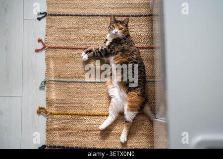 Interested calico cat relaxing on woven rug with stretched paws, enjoy safety comfort place for rest Stock Photo
