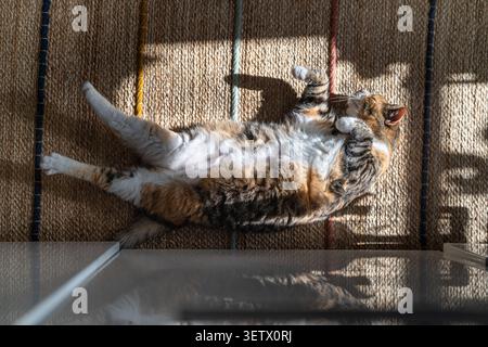 Sleeping calico pet cat relaxing in warm sunlight on cozy woven rug at home. Cute domestic animal. Stock Photo