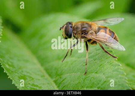 Hoverfly resting on a green leaf in Mazandaran Province, Iran, with soft natural background. Stock Photo