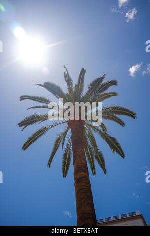 A palm tree with the sun bright behind with blue sky with sun flare showing hot weather Stock Photo